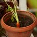 11 Vegetables You Can Regrow with Kitchen Scraps