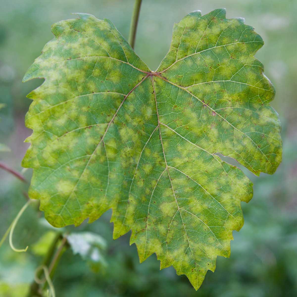 Downy Mildew