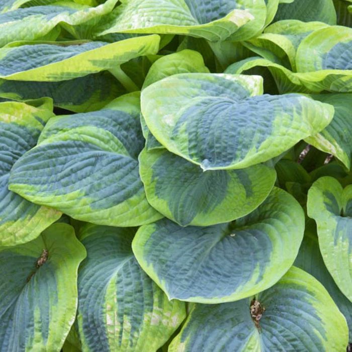 Frances Williams Hosta