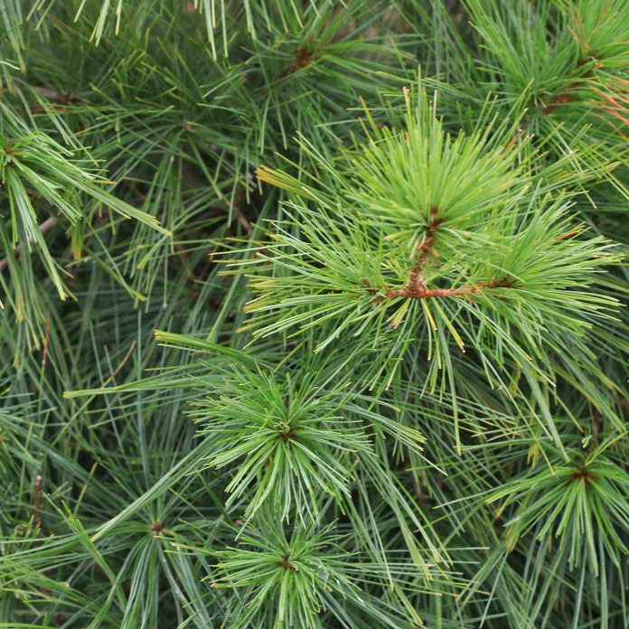eastern white pine tree