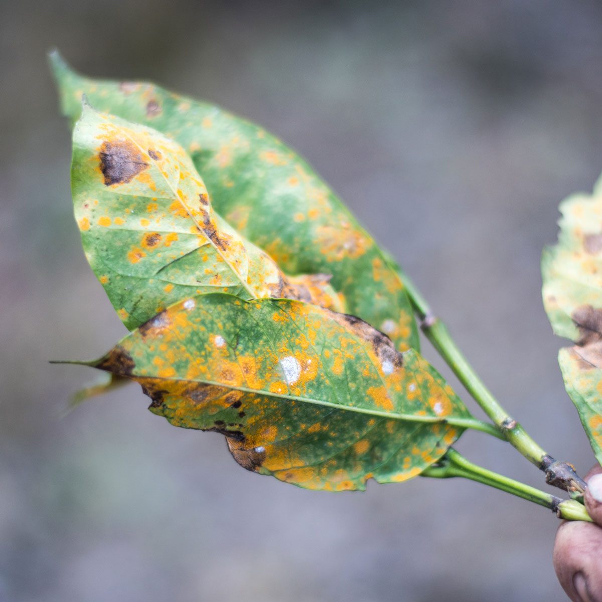 Leaf with rust