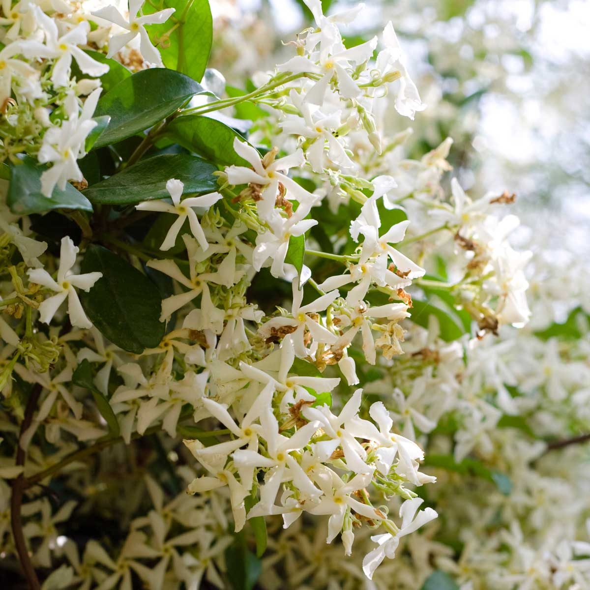 Star Jasmine