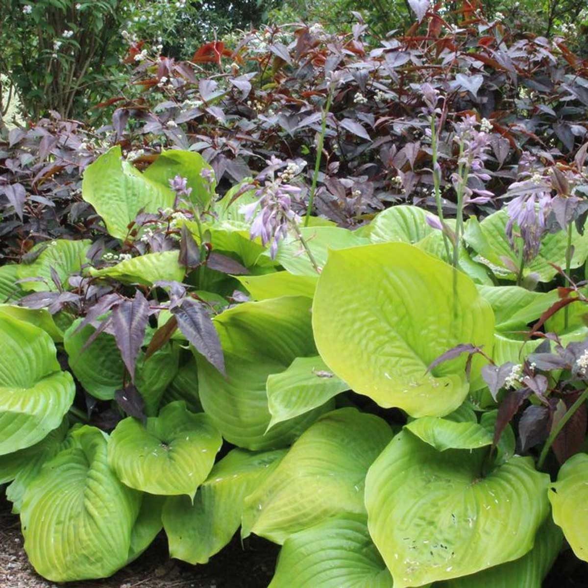 Sum and Substance hosta