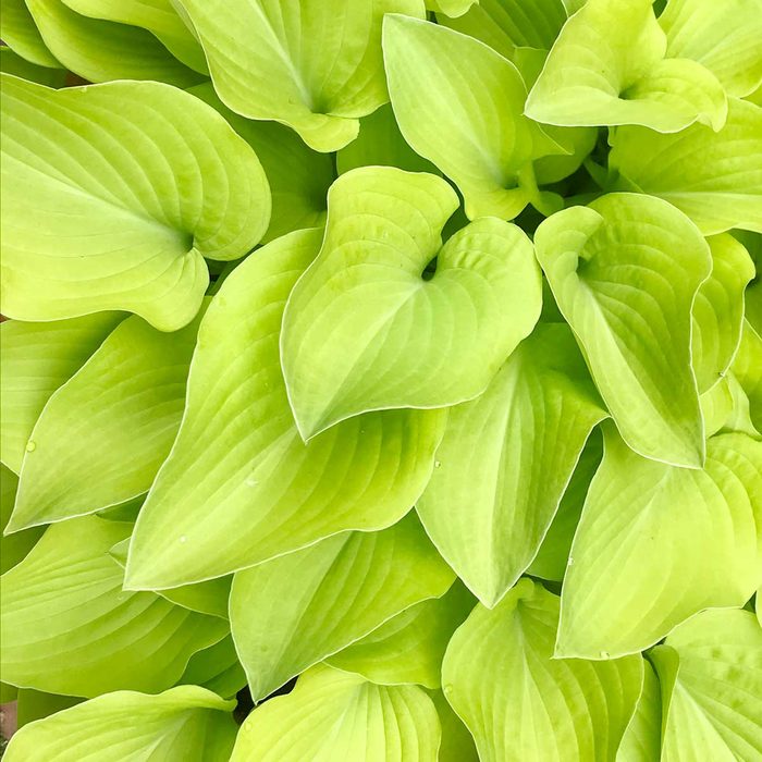 Sun Power hosta