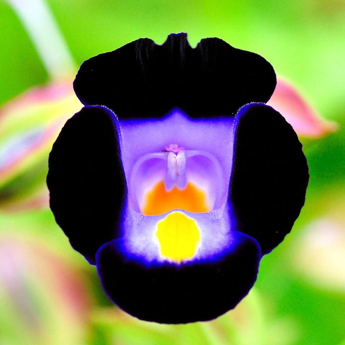 Torenia
