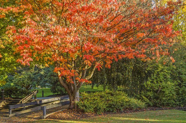 Zelkova tree birds and blooms