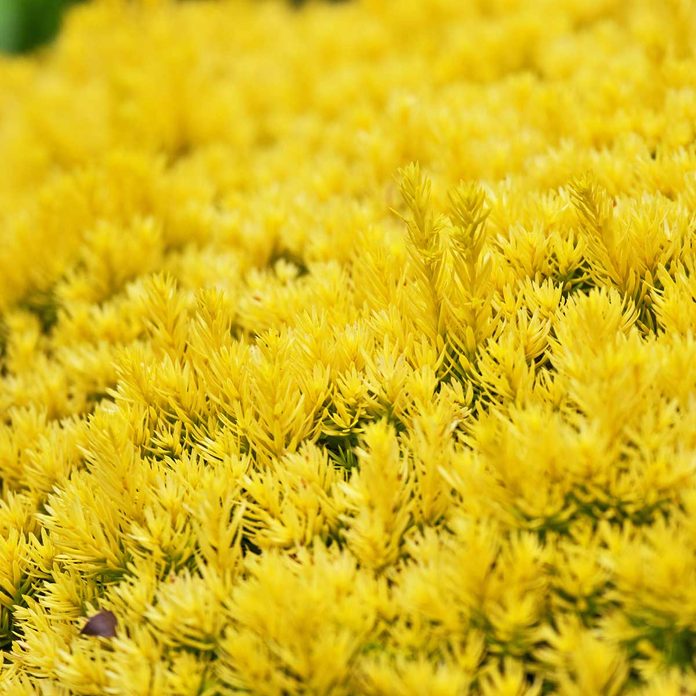 Bright gold yew