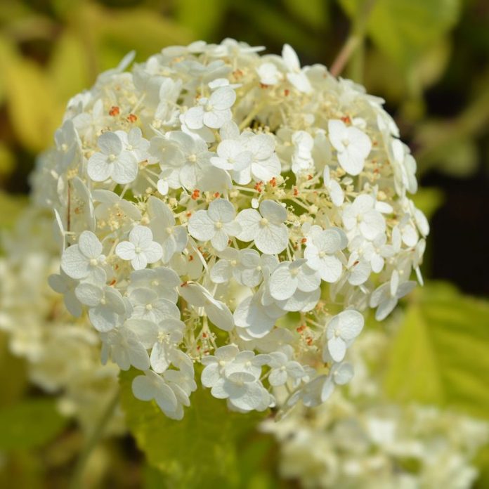 Smooth hydrangea