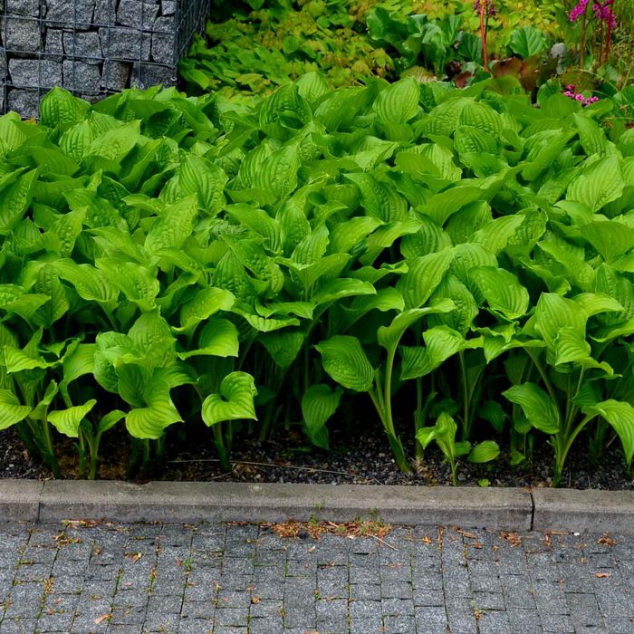 Elegans Hosta