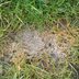 What to Know About Fusarium Mold