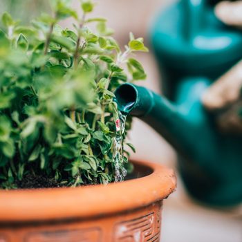 Watering fresh planted herbage