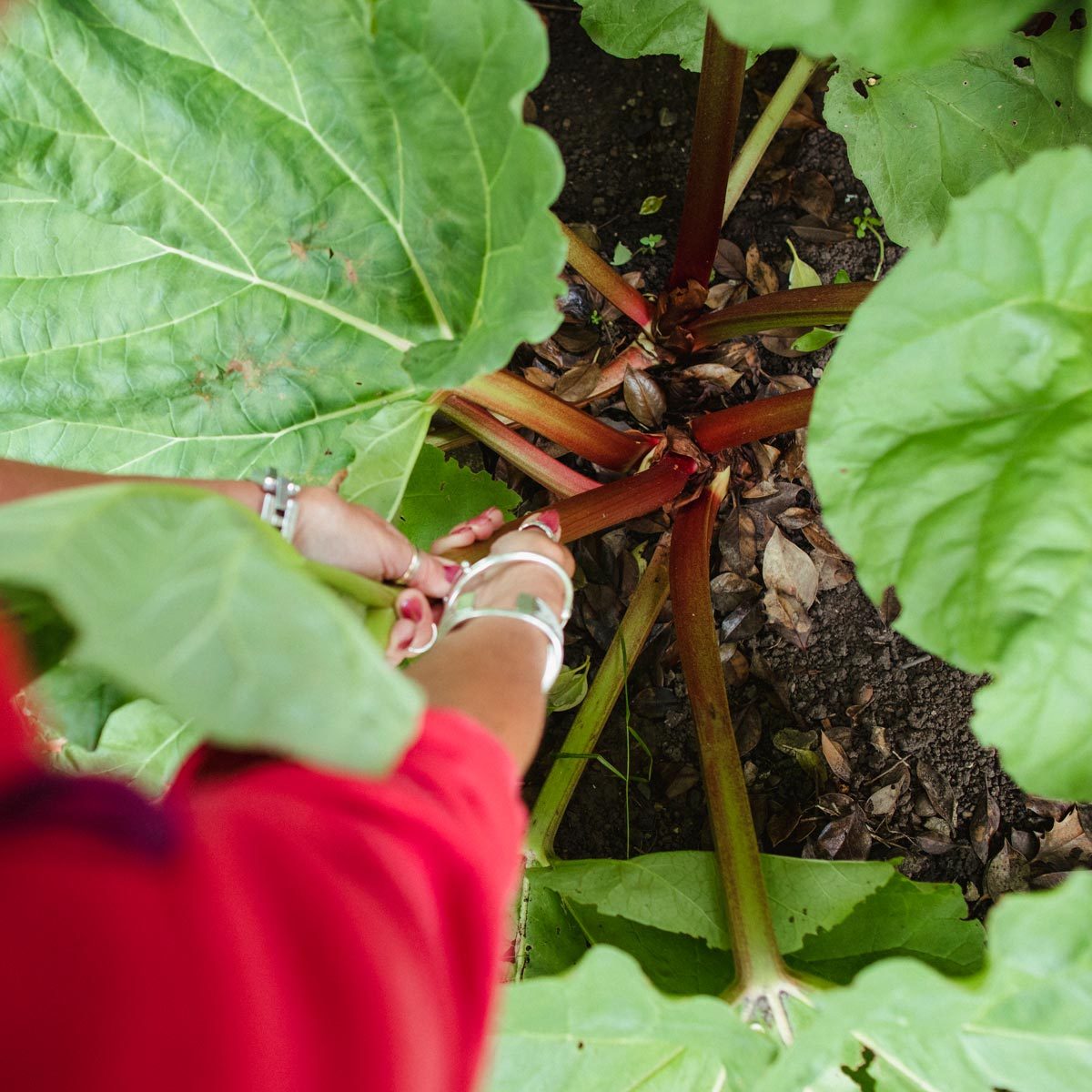 How to Harvest Rhubarb the Right Way (Hint: Don’t Cut It!)