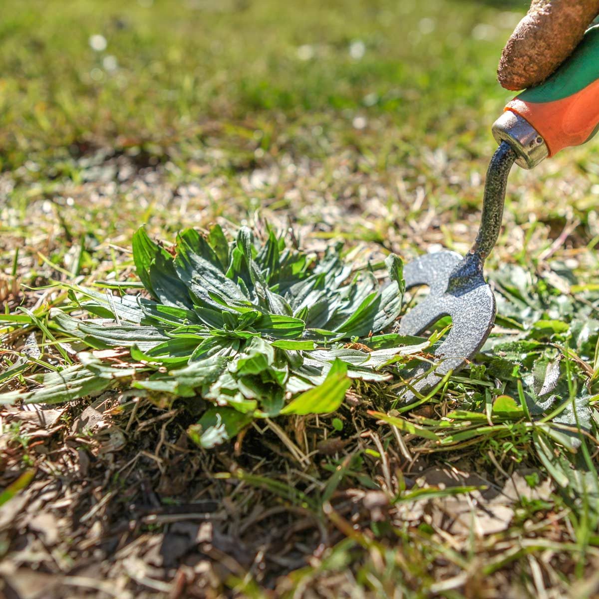 Weeding the lawn with a garden fork