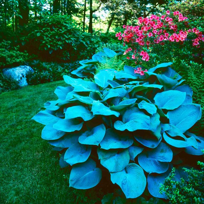 Halcyon Hosta