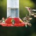 Hummingbird Nectar Mistakes to Avoid