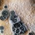 What to Know About Penicillium Mold