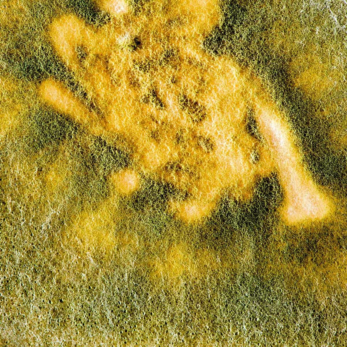 Trichoderma mold