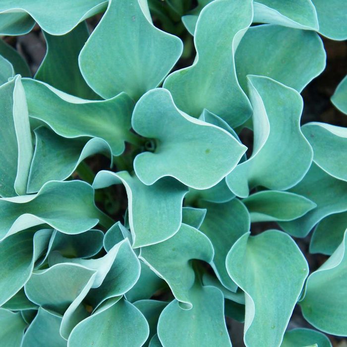 Blue Mouse Ears Hosta