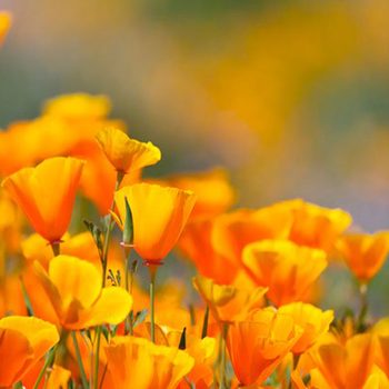 california poppy