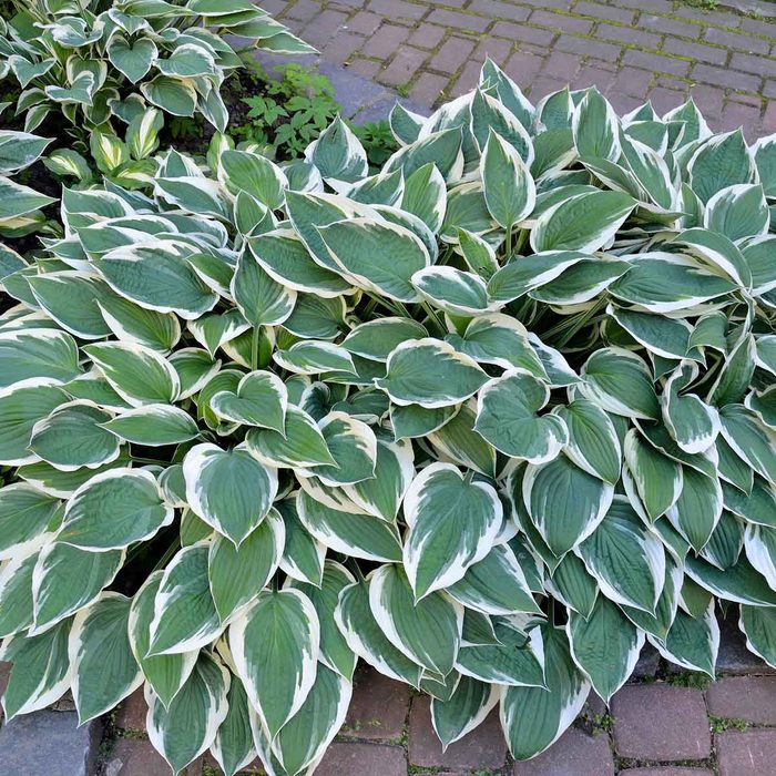 Patriot Hosta Gettyimages 1159016437