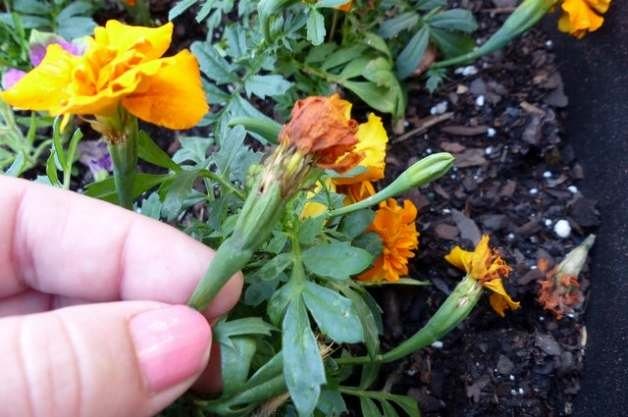 Deadheading Flower Gardens