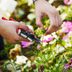 What's Deadheading and Why You Should Do it to Your Garden