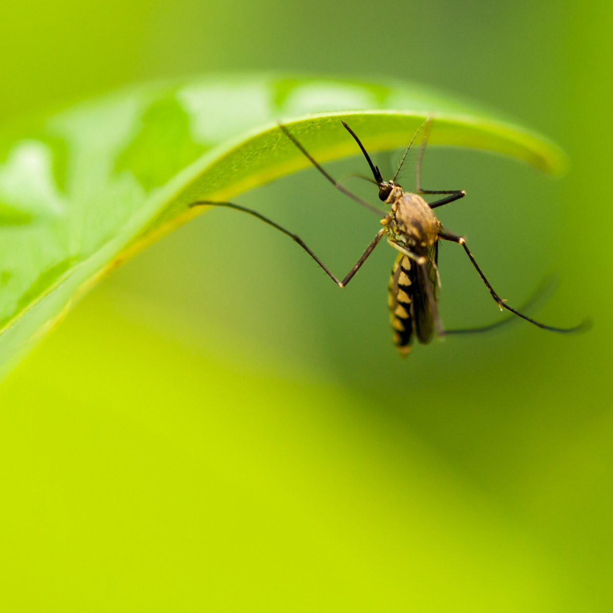 Mosquito on a leaf