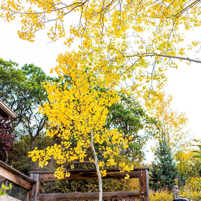 Aspen tree