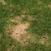 Why Are There Brown Spots On My Lawn?