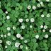 Clover Grass: Love It or Treat It?