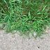 How To Get Rid of Crabgrass