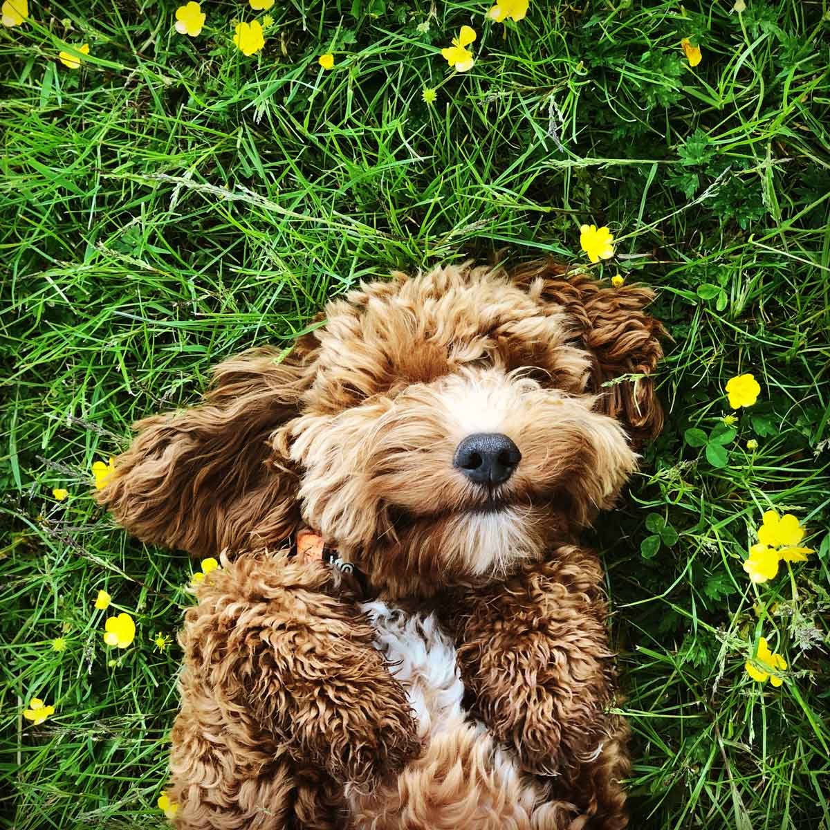 Dog laying in grass