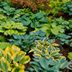 How to Keep Deer and Other Pests Away from Your Hostas