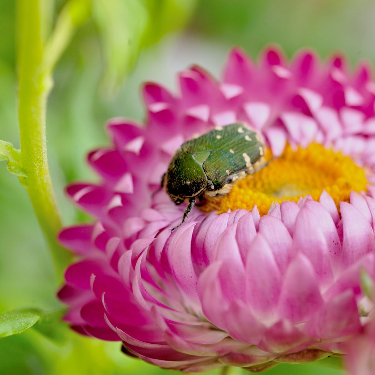 Japanese beetle