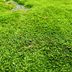 Moss Grass: Grow It or Get Rid of It?