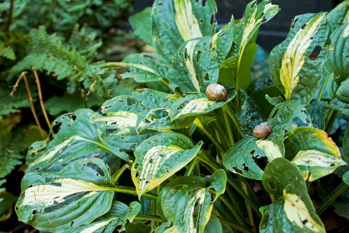 Snails And Slugs On Hostas