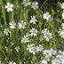 What Is Chickweed and How Do I Get Rid of It?