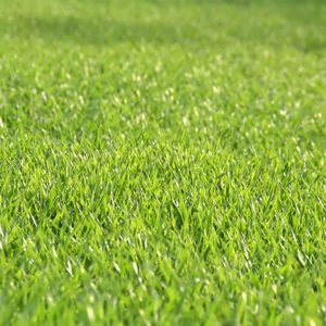 Green grass