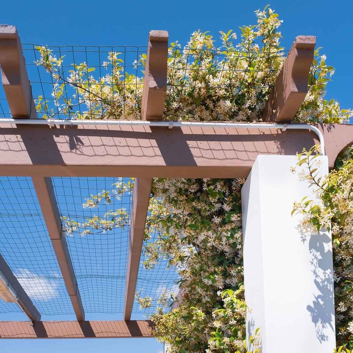 Pergola with wire and jasmine flowers