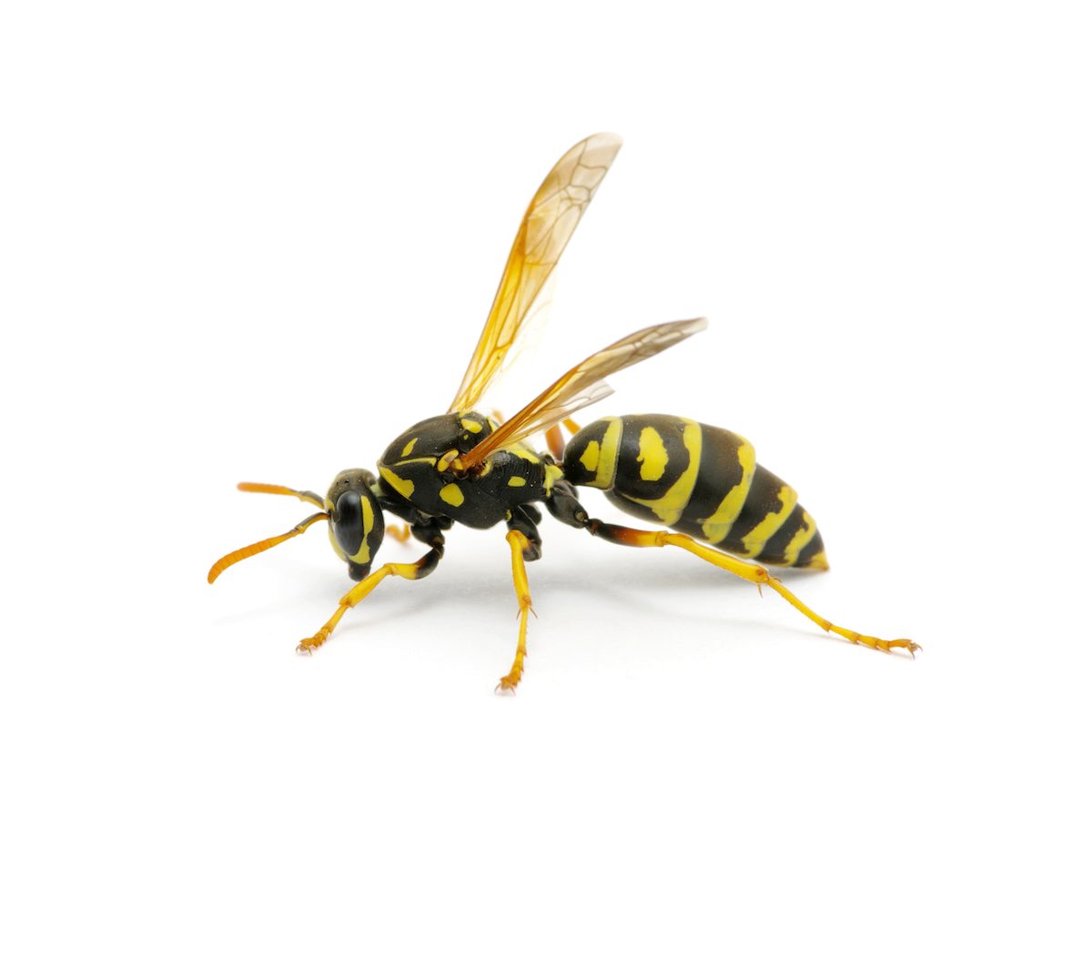 paper wasp