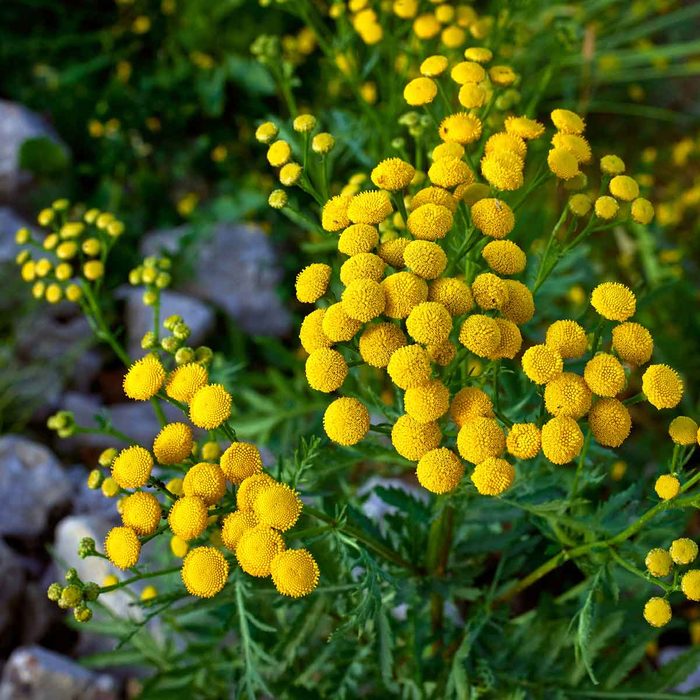 Tansy