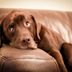 9 Ways to Get Dog Smell Out of a Couch