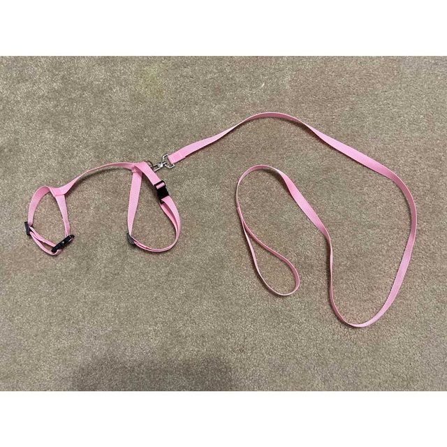 Completed cat harness and leash