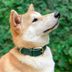 The 12 Best Dog Collars of 2024â€”From a Pet Expert