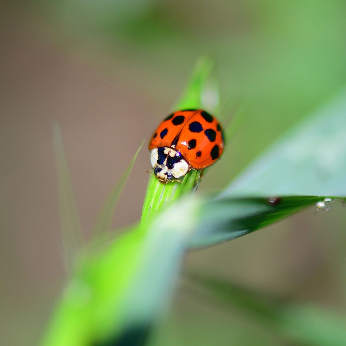 Asian lady beetle