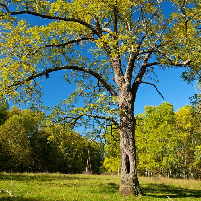 Black Walnut Tree