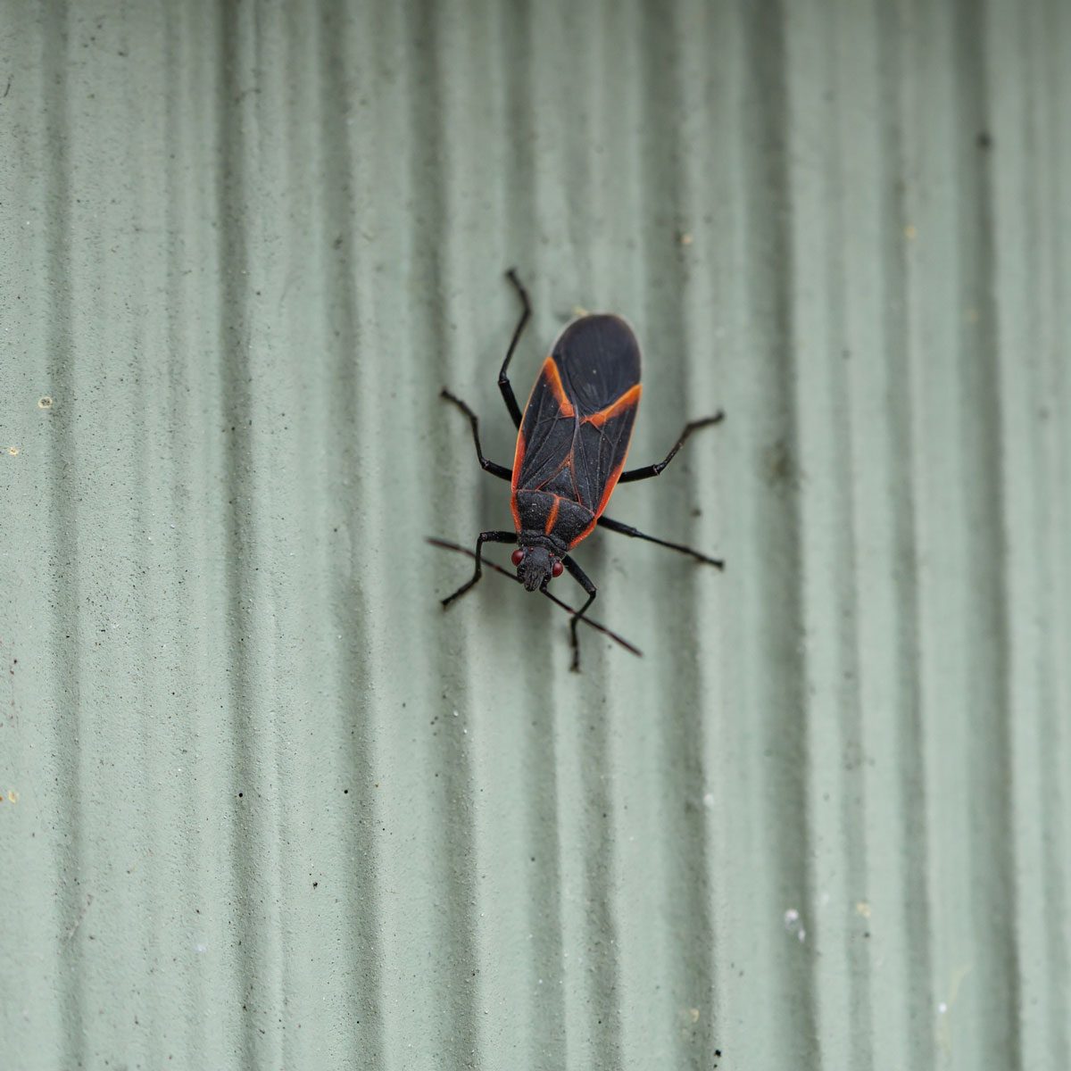 Boxelder bug