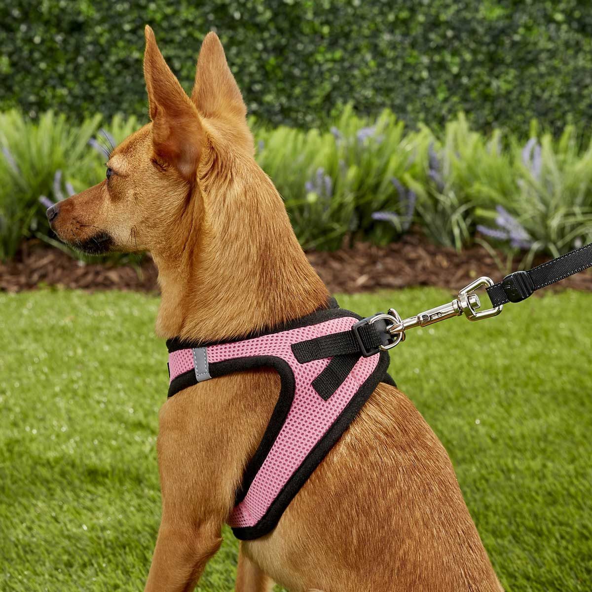 Dog harness