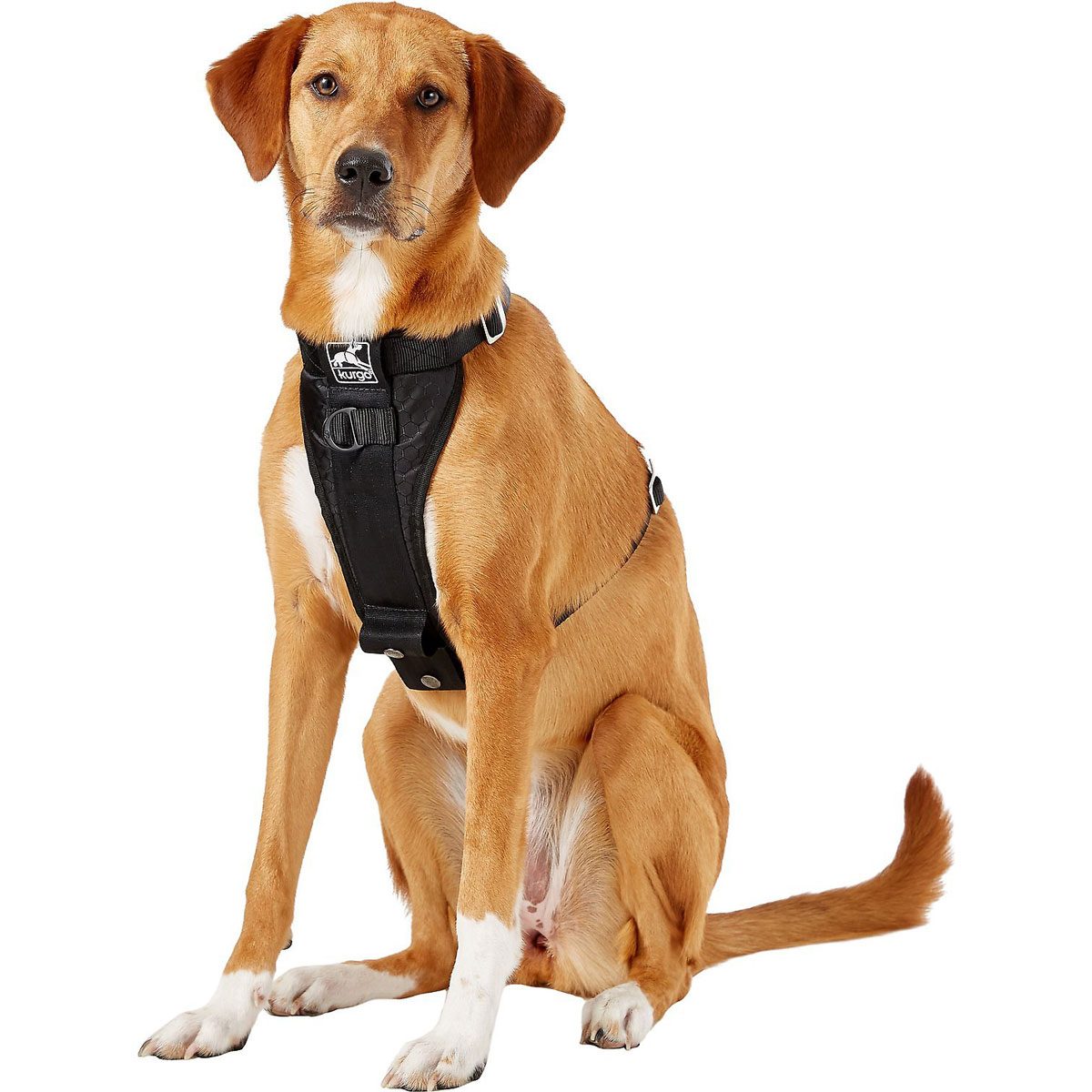 Dog harness