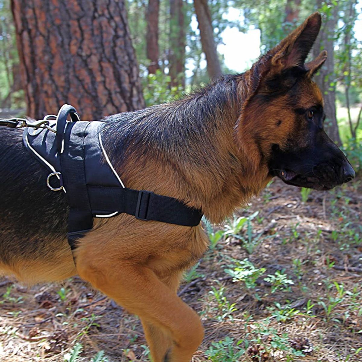 Dog harness